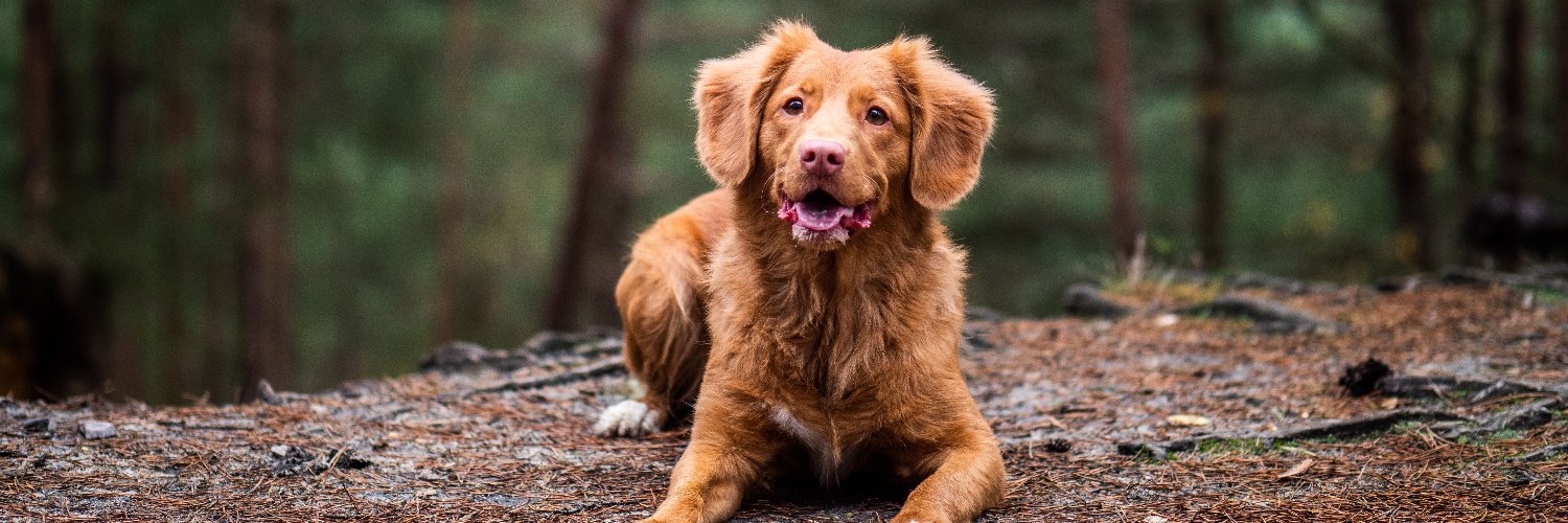 BurkeAnimal's profile banner image