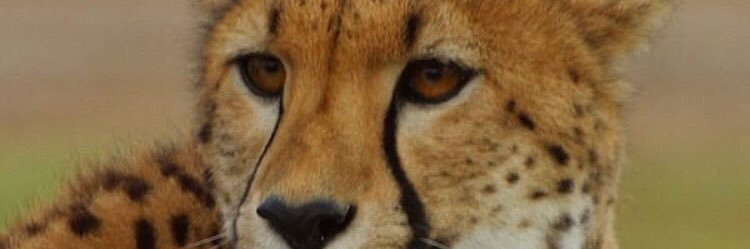 spicy_cup's profile banner image