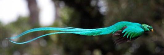 Xavier D. Urdanivia banner