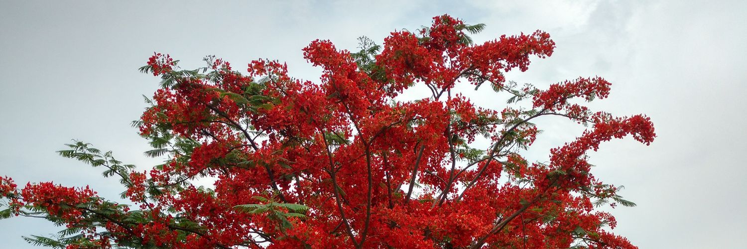 ShruthiTK's profile banner image