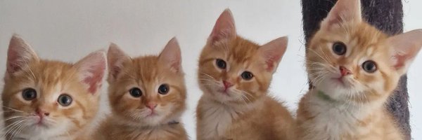 CuteCatsMagic Profile Banner