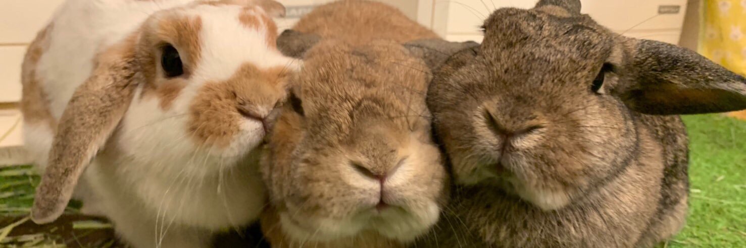 うさぎカフェ もふれる's banner