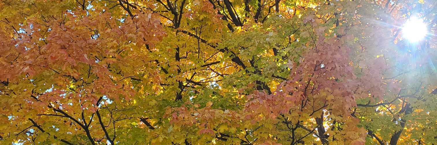 MerindaLeach's profile banner image