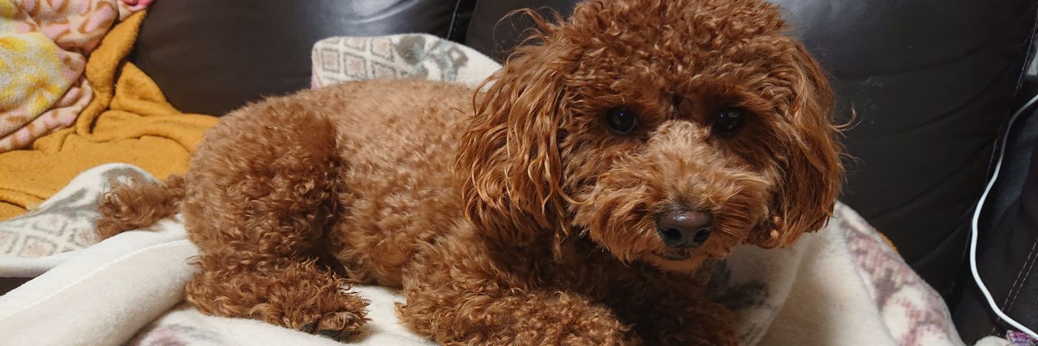 松尾たいちゃん banner