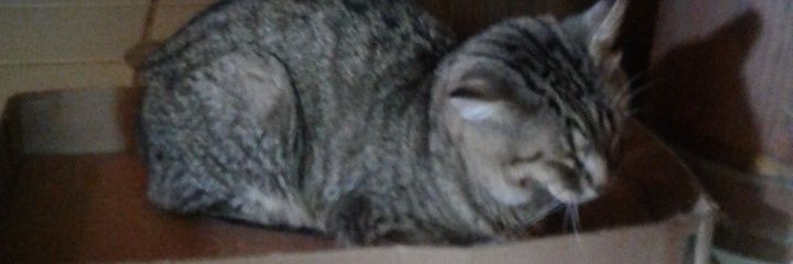 DebbieHelfrich1's profile banner image