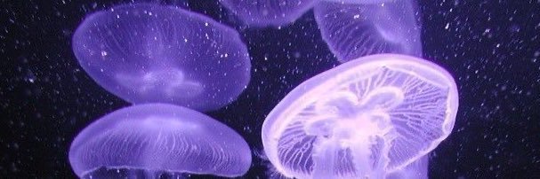 iamillayda's profile banner image
