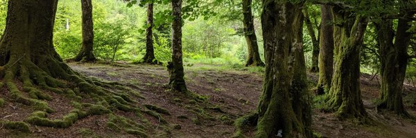 curiousordinary Profile Banner