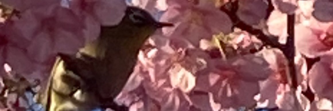 not_a_RI's profile banner image