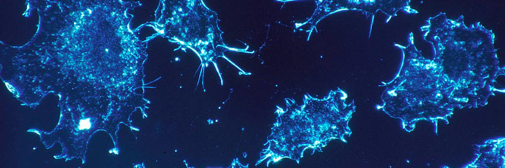 Cancer Papers banner