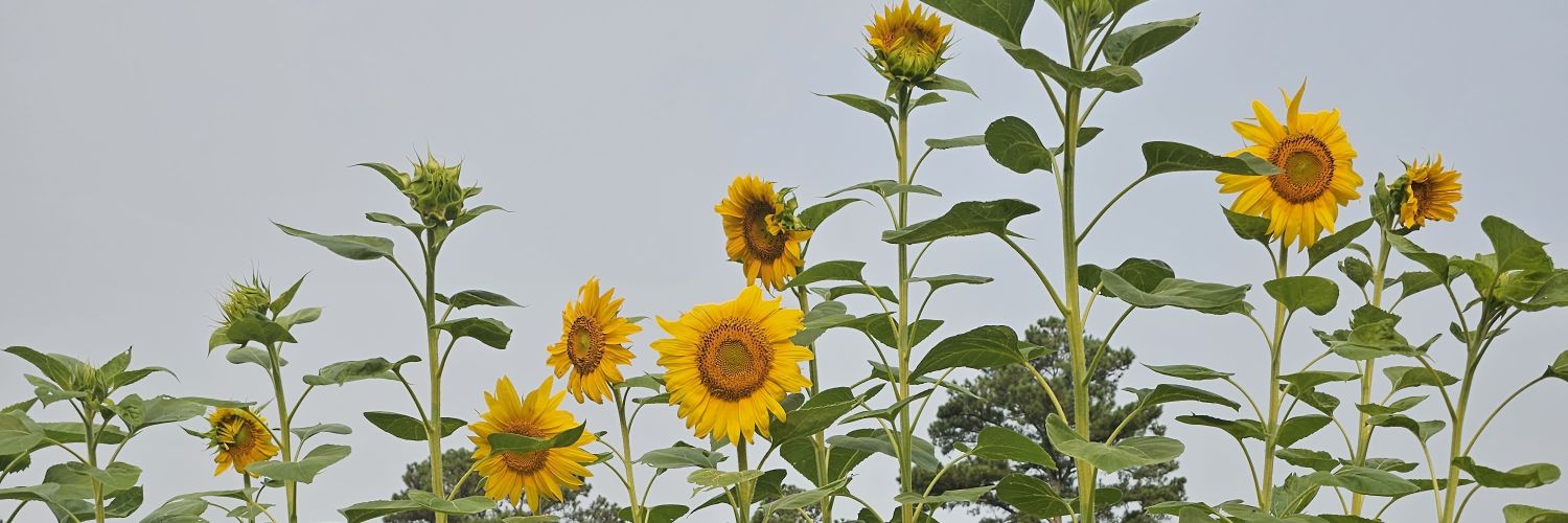 FollowingCooper's profile banner image
