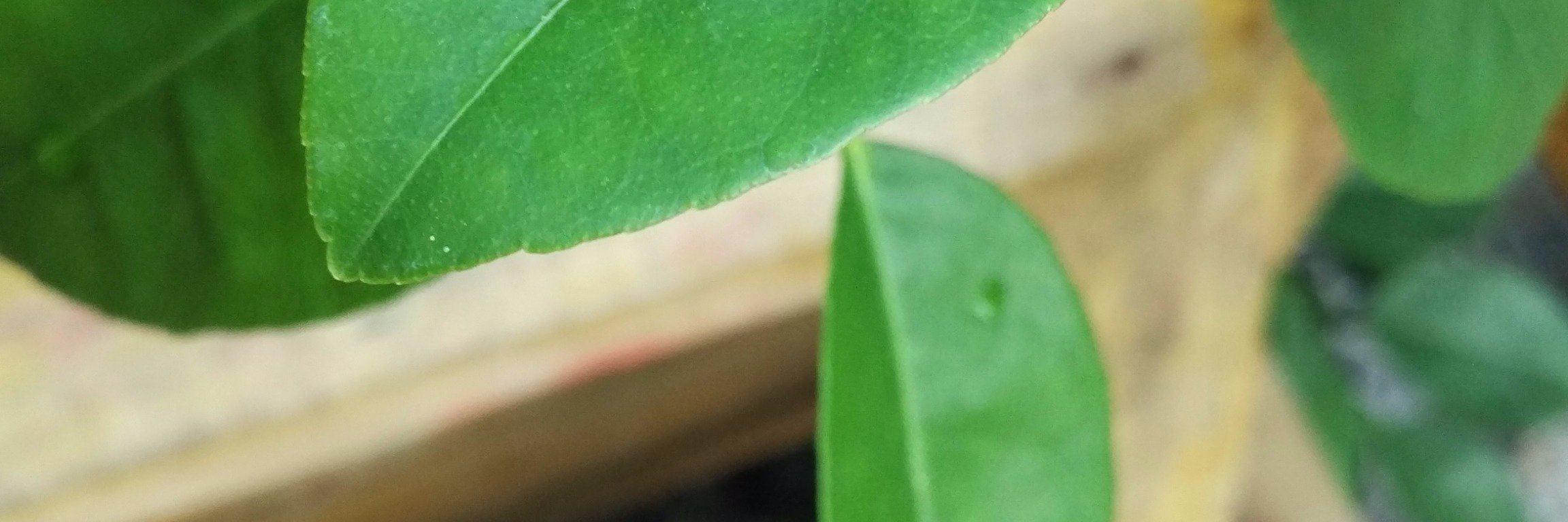 buzzG_'s profile banner image
