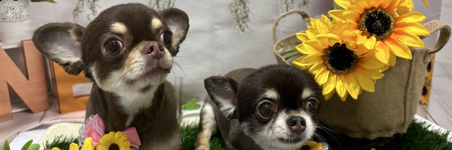 りょう🪦🧟 banner