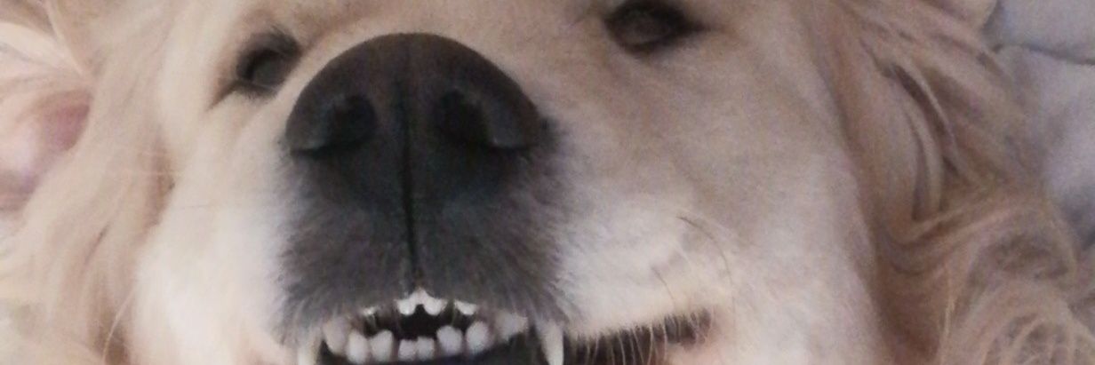 LebonAly's profile banner image