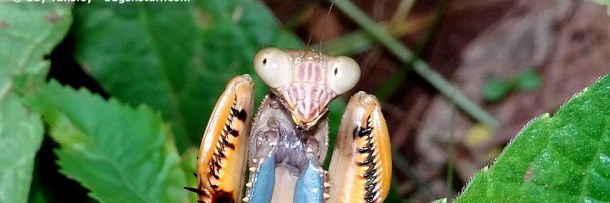 bugsnstuff.com banner