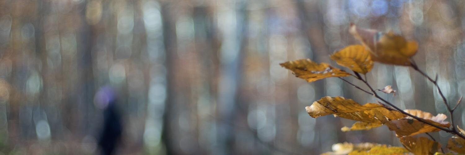 Hayrichu's profile banner image