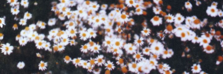 dmtzdmrsever's profile banner image