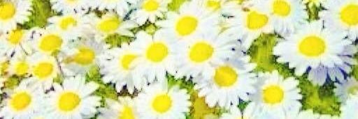 fatmamengi's profile banner image