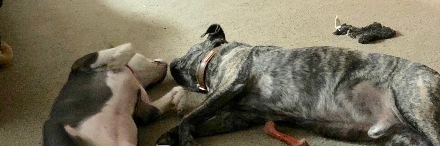 Cathie Stephens banner