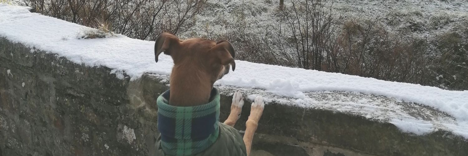 catsbennett's profile banner image