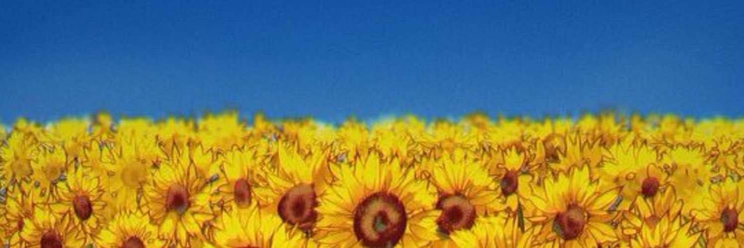 Davidgach's profile banner image