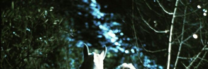 elleequuss's profile banner image