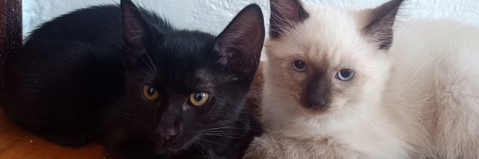 ehajubs ᶜʳᶠ banner