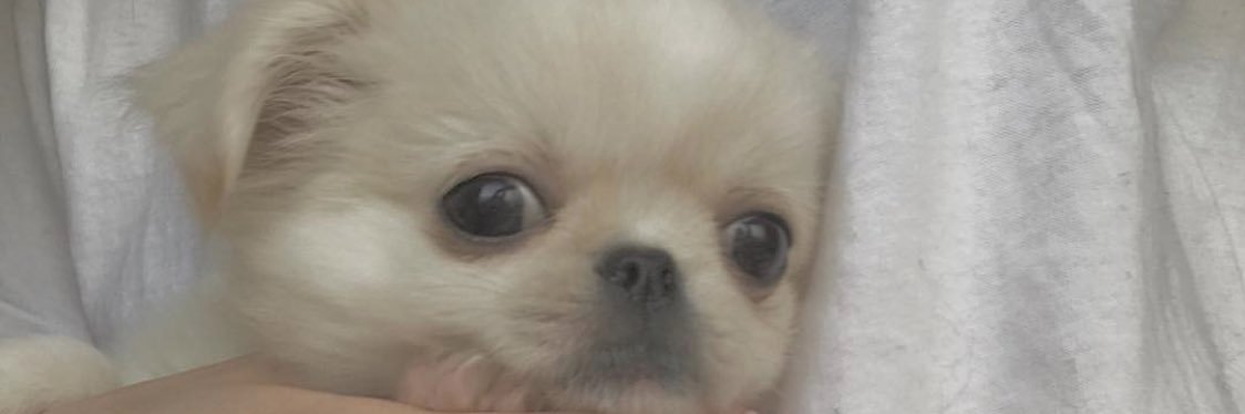 chocolateichig's profile banner image