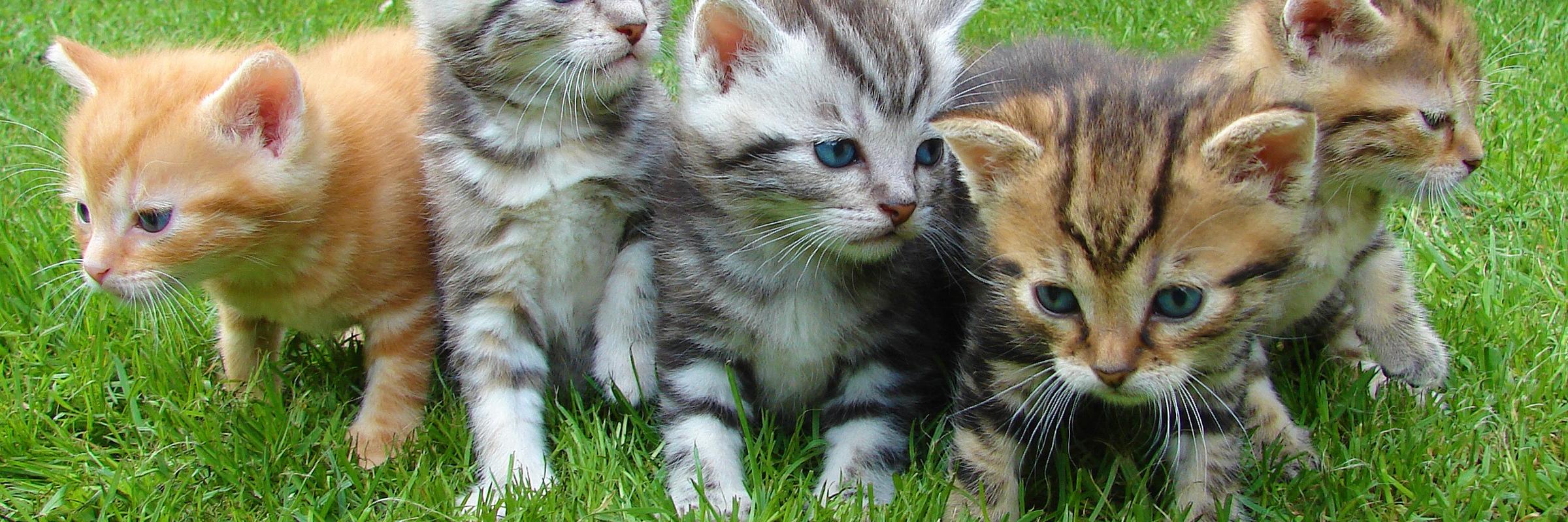 cutecatgear's profile banner image