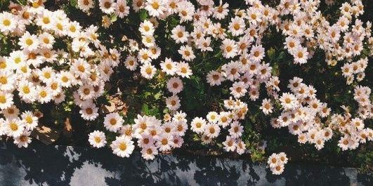asliasuk's profile banner image