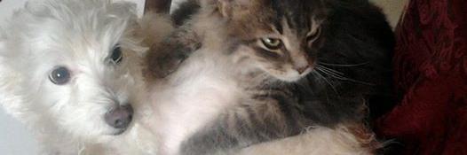 Fatoş Çulhaoğlu banner