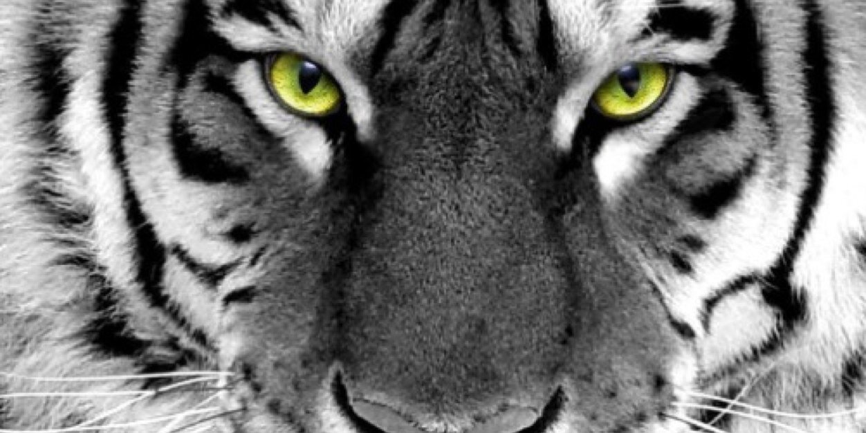 shortORTAL's profile banner image