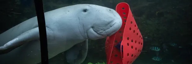 💧Tracking the Australian Right Wing banner