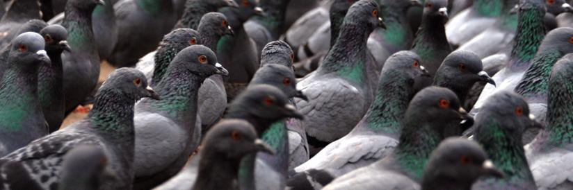psionicpigeon's profile banner image
