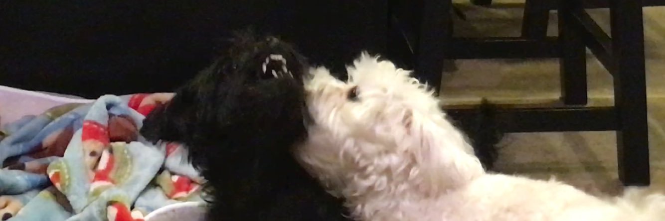 regnilpek's profile banner image