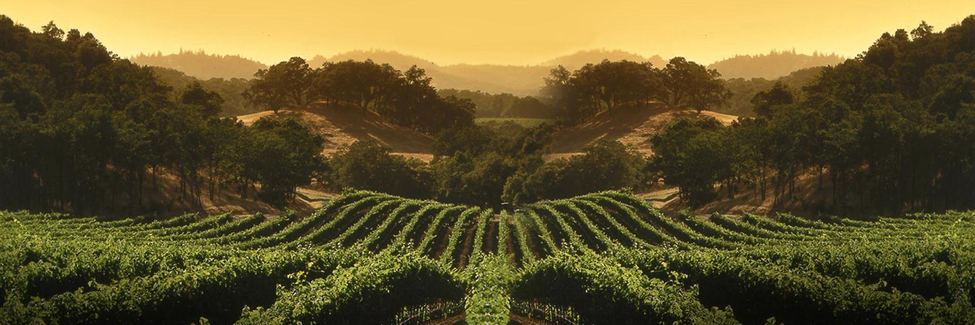 DimatiqueWines's profile banner image