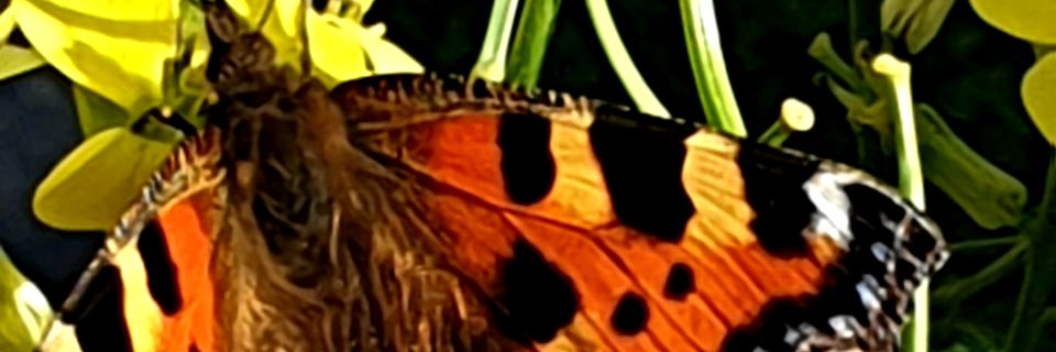 sarahode21's profile banner image