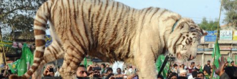 RehmanPakistani's profile banner image