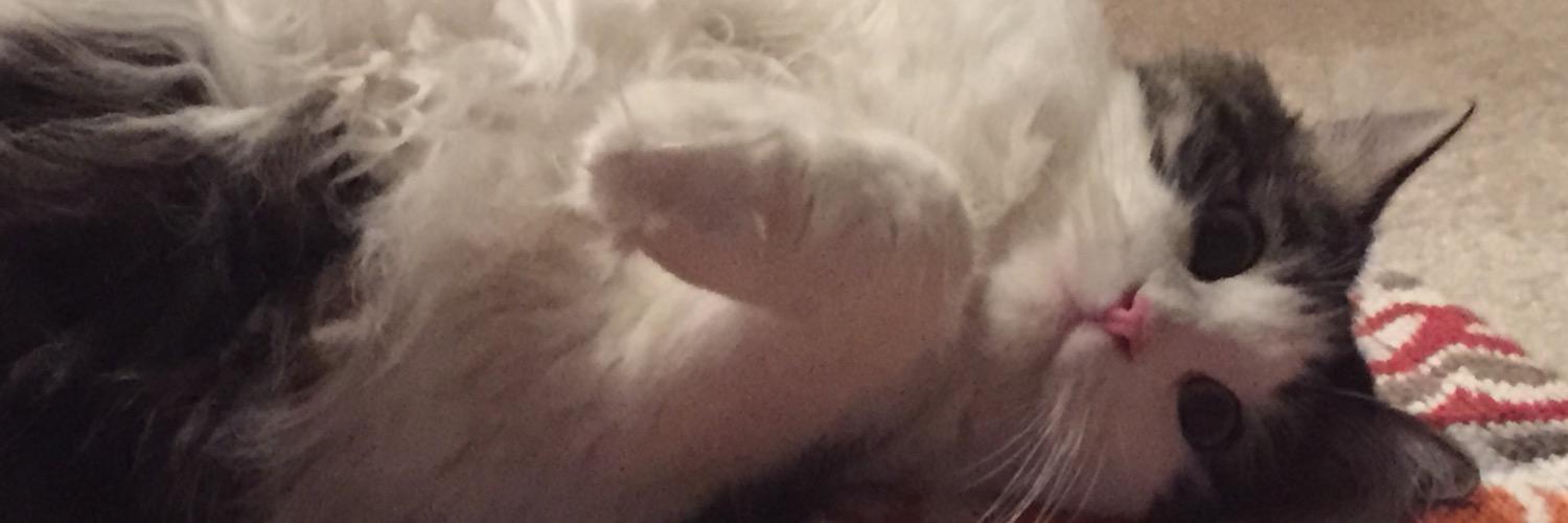 TheRealJaxCat's profile banner image
