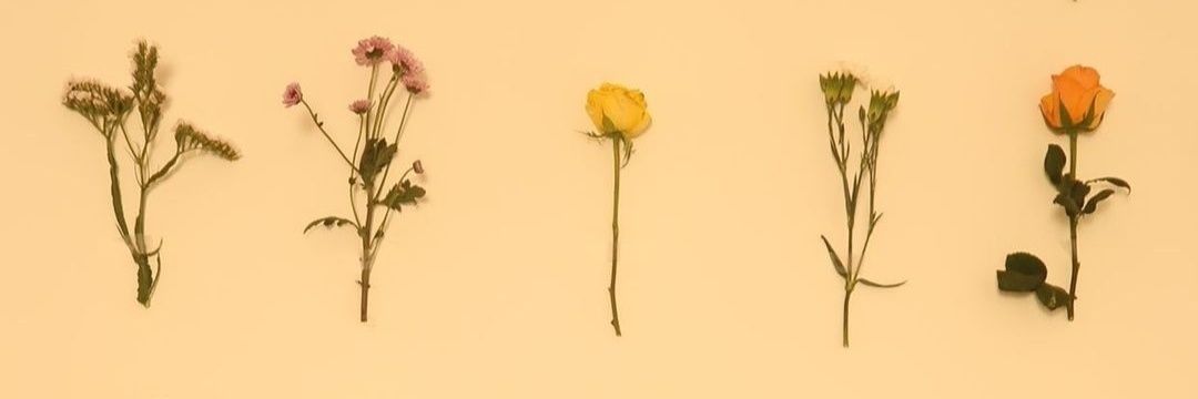 lailacpimenta's profile banner image
