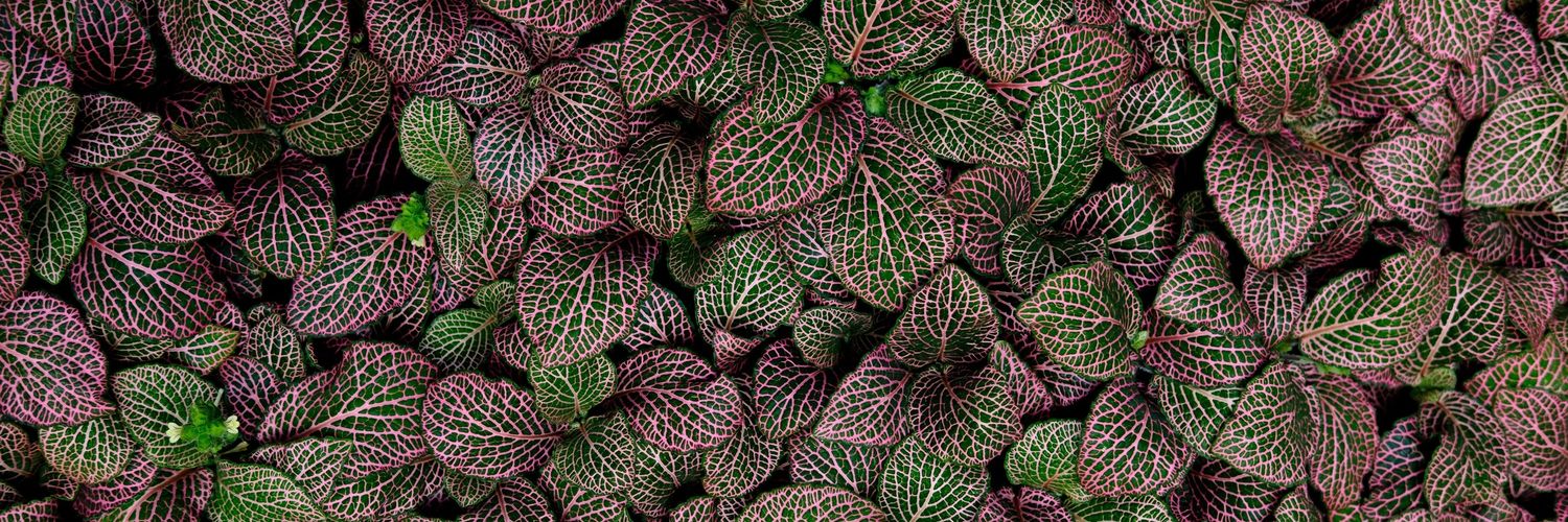 Роман Бакакин banner