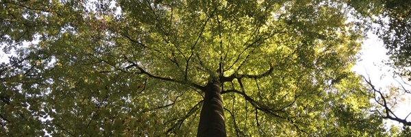 lydiarocap Profile Banner