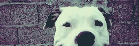 Rodri__1891's profile banner image