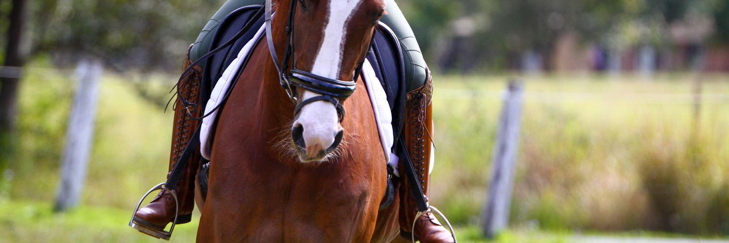 SA_Equestrian's profile banner image