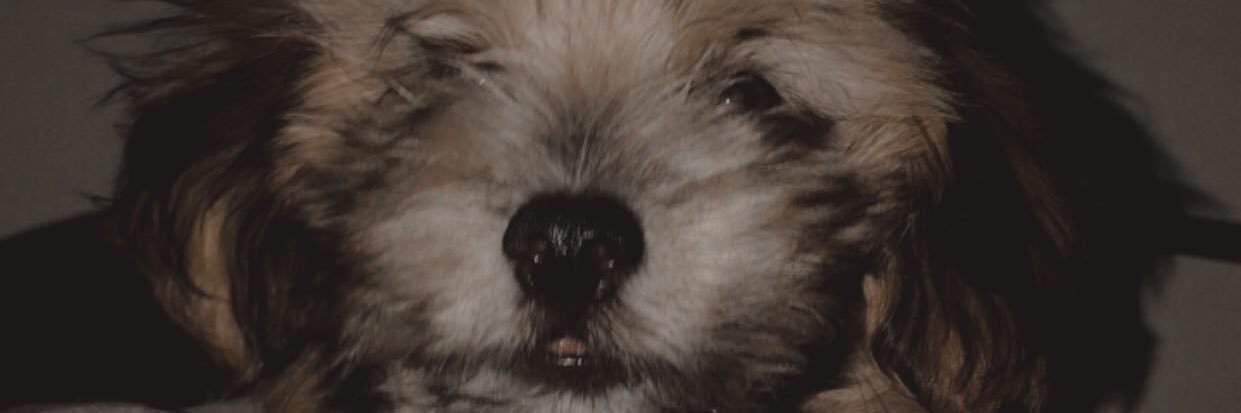 kayladolfo's profile banner image