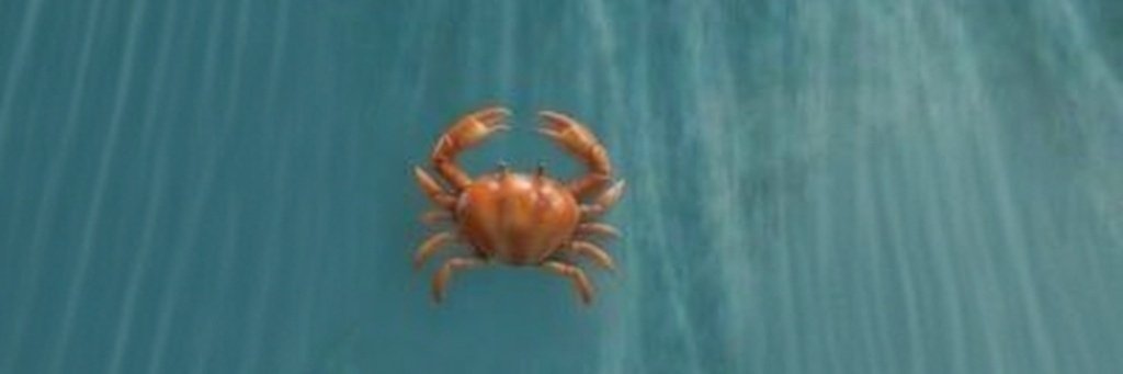 SoloShrimp banner