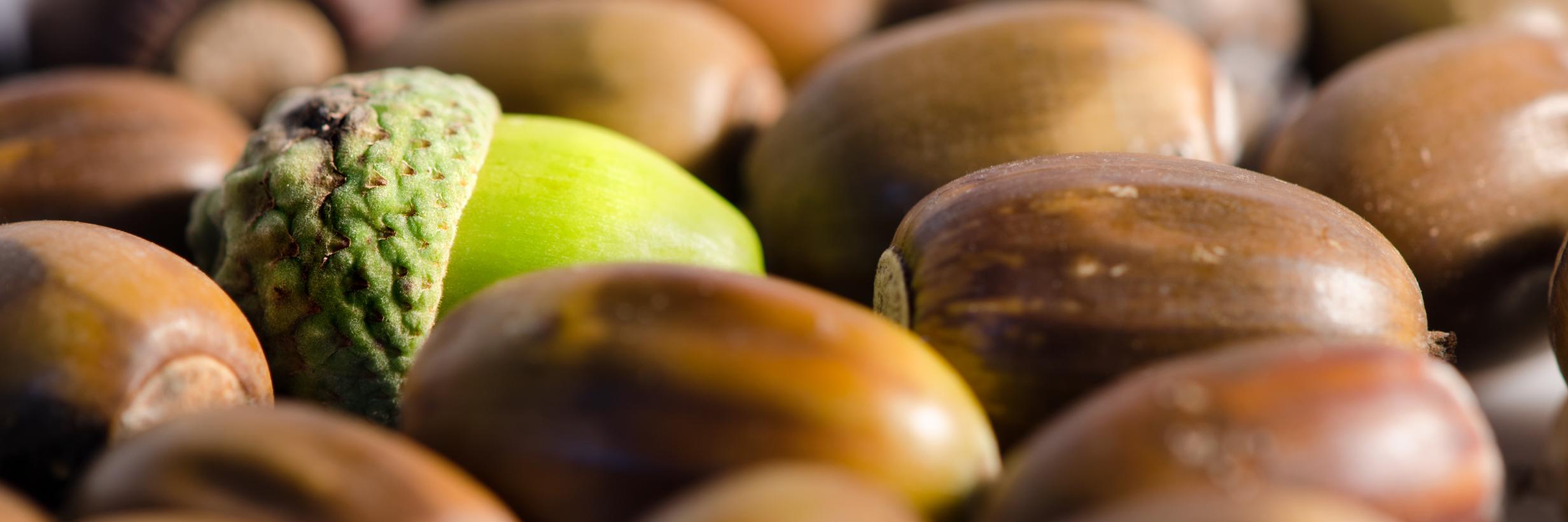 Oak Tree Ministries banner