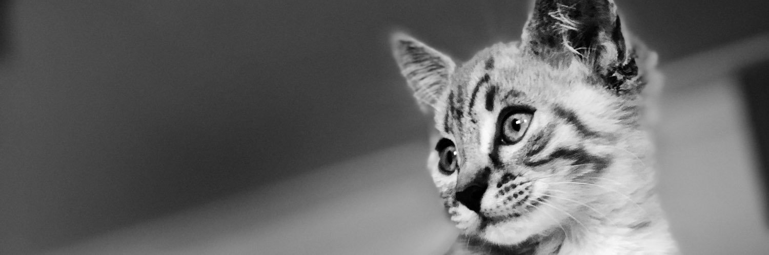Megan__Parry's profile banner image