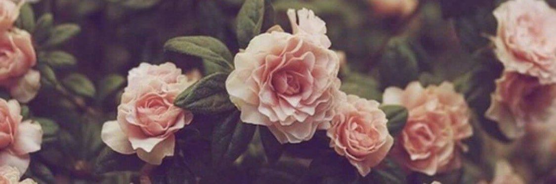 vaneeamez's profile banner image