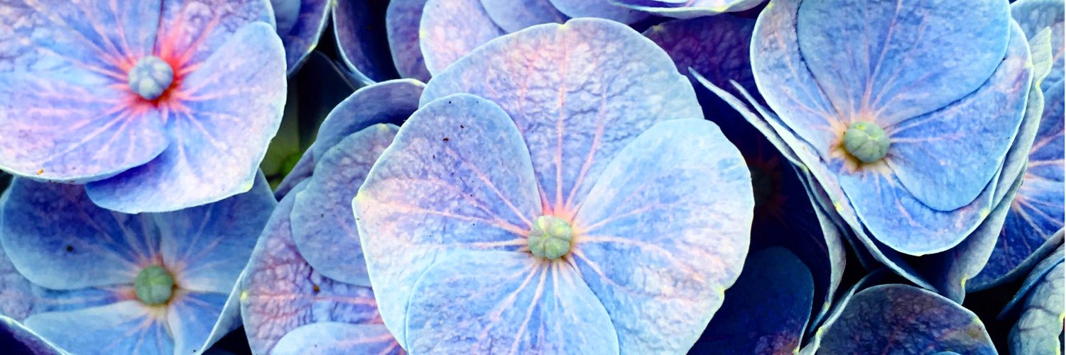 flowerexcel's profile banner image