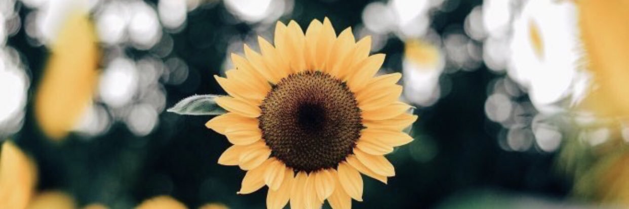 ur fav liv🌻 banner